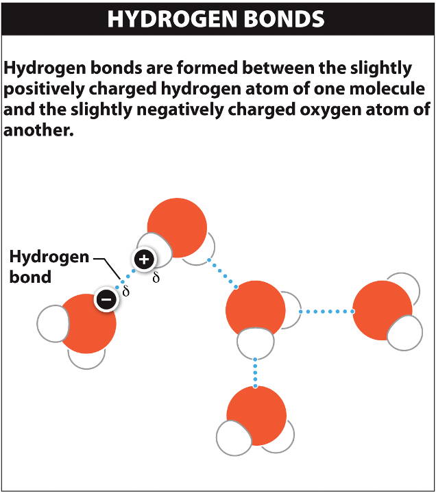 2 hydrogen 1 oxygen