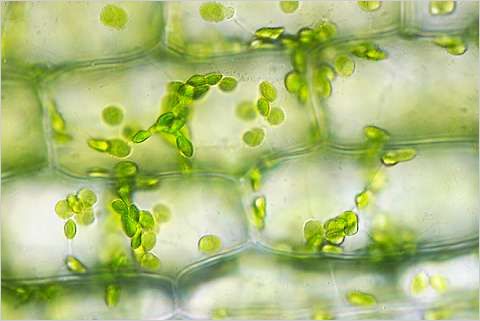 elodea hypotonic