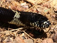 (California Kingsnake) head