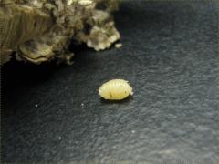 Goldenrod Gall Fly gall larva on Canada Goldenrod