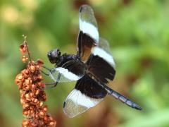 (Widow Skimmer) male teneral