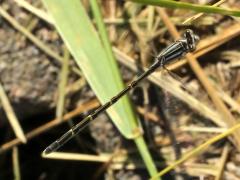 (Tule Bluet) female flight