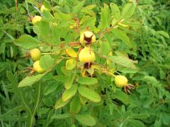 (Early Wild Rose) fruit