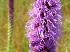 (Prairie Blazing Star) inflorescence