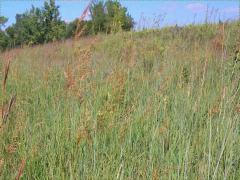 (Indian Grass)