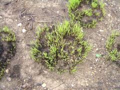 (Prairie Dropseed) emergent