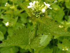 (Garlic Mustard)