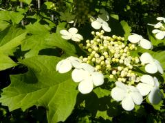 (European Highbush Cranberry)