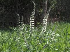 (White Wild Indigo)