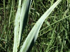 (Rattlesnake Master)