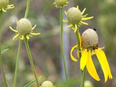 (Yellow Coneflower)