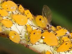 Oleander Aphid on Mastic