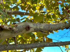 (Oriental Plane) bark